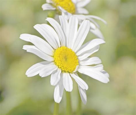 小雛菊 花語|雛菊的花語是什麼？